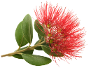 te-whare-pohutukawa-cc